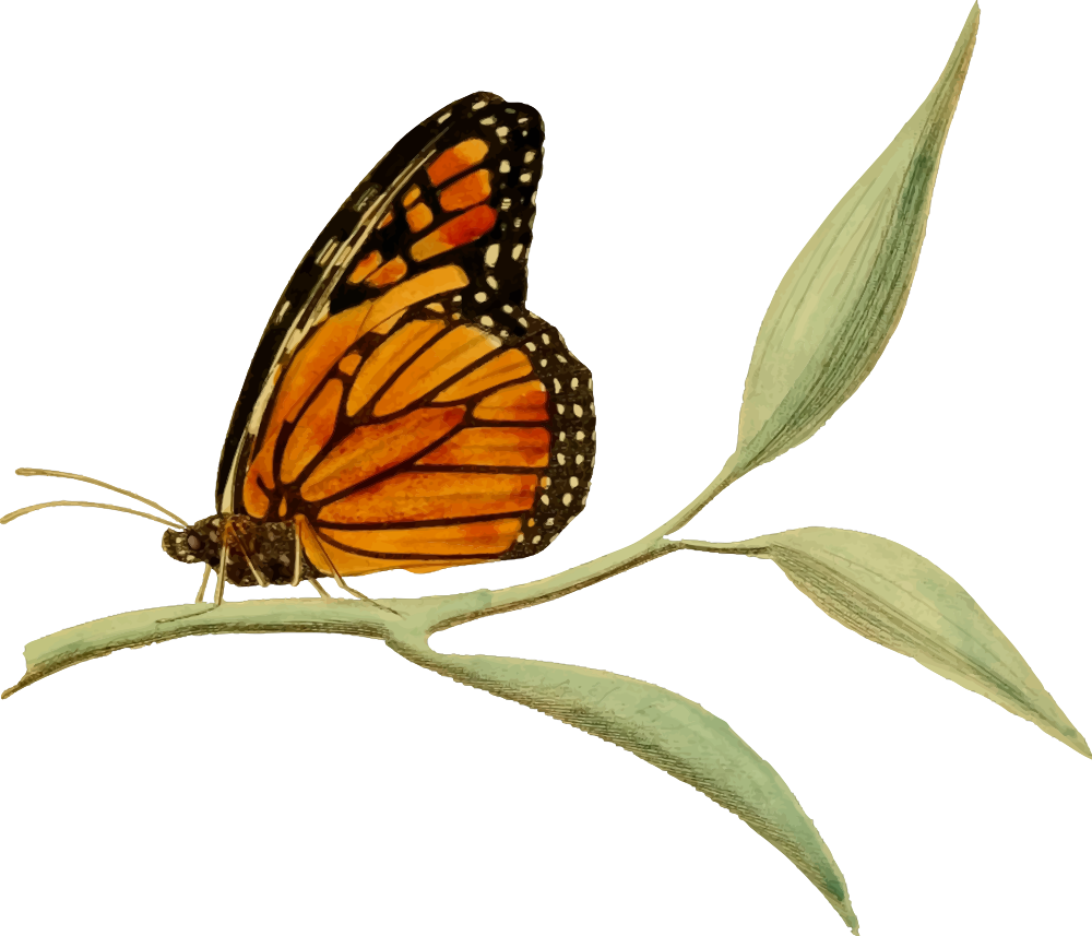 onlinelabels-clip-art-monarch-butterfly-2